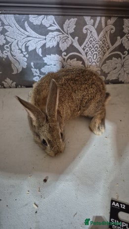 Lionhead rabbits - Advert 4