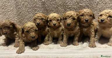 Miniature Poodle dogs Stunning miniature poodles available - Advert 10