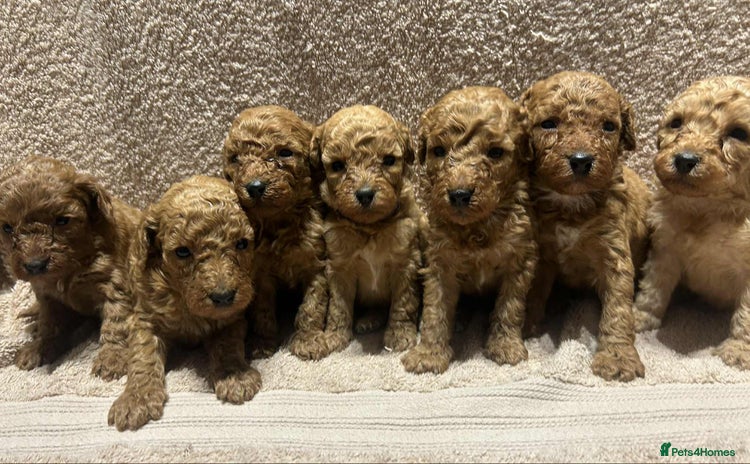 Miniature Poodle dogs - Advert 4
