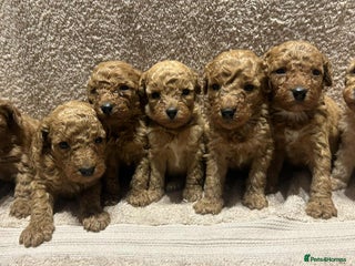 Miniature Poodle dogs - Advert 8