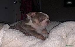 English Bulldog dogs for stud: STUD LOUIS V - BULLDOG  - Image 12