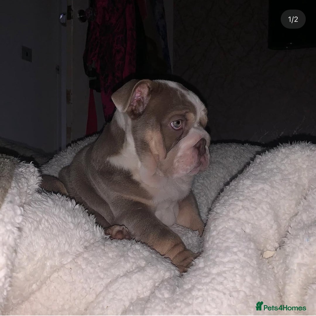 English Bulldog dogs for stud: STUD LOUIS V - BULLDOG  - Image 12