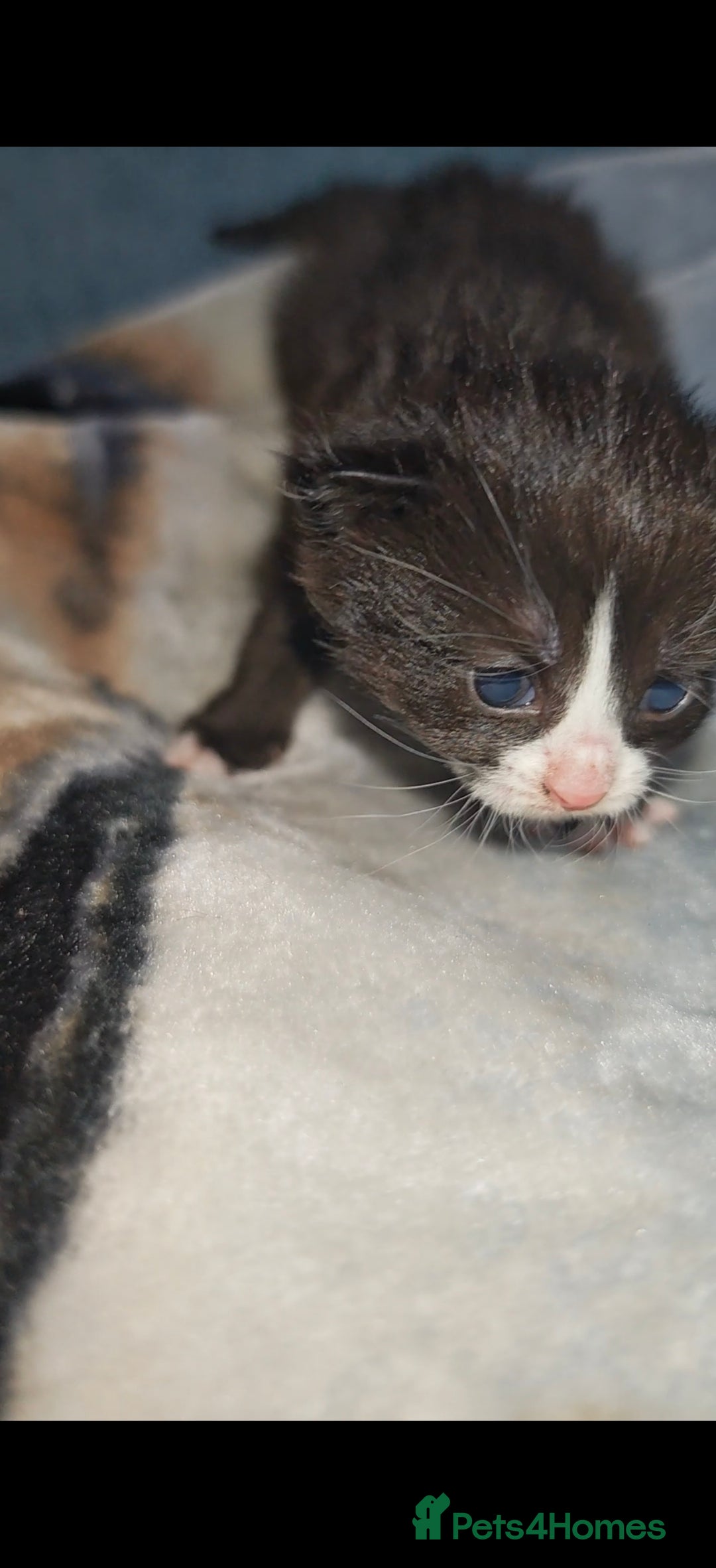 Mixed Breed cats for sale: Beautiful kittens  - Advert 16