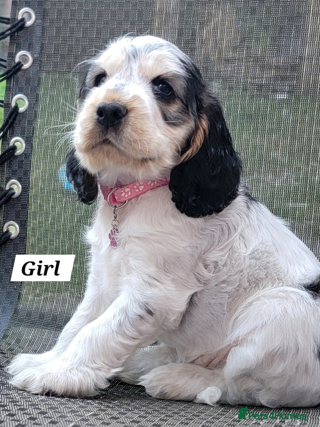 Cocker Spaniel dogs for sale: Blue Roan Tan-Sable Cocker Spaniel– KC bloodline - Image 2