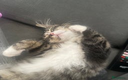 Mixed Breed cats for sale: Missy the cuddly cat  - Image 4