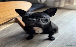 French Bulldog dogs for sale: Gorgeous little girl 17m - Image 2