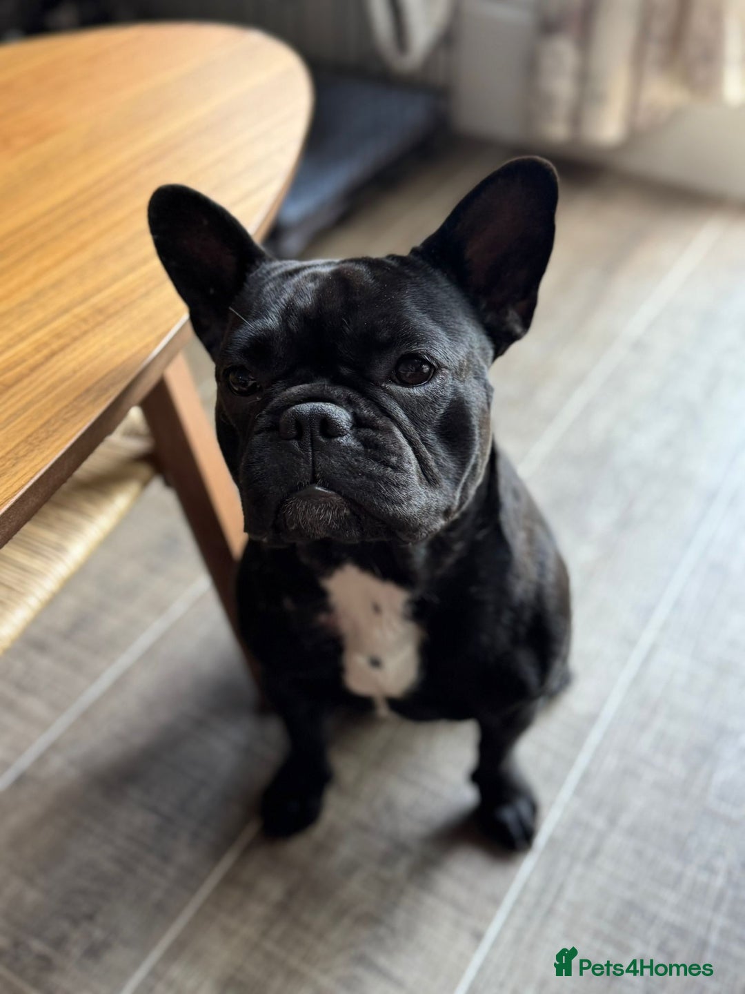 French Bulldog dogs for sale: Gorgeous little girl 17m - Image 2