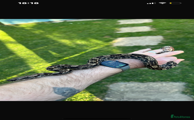 Boa Snake reptiles - Advert 4