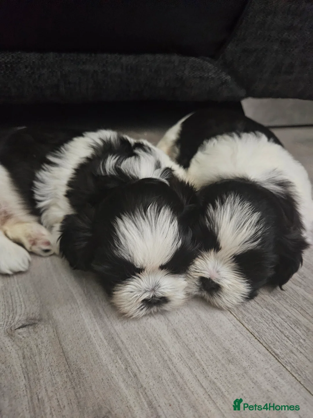 Shih Tzu dogs for sale: 💞 Gorgeous Shih Tzu Boy Puppies 💞 - Advert 3