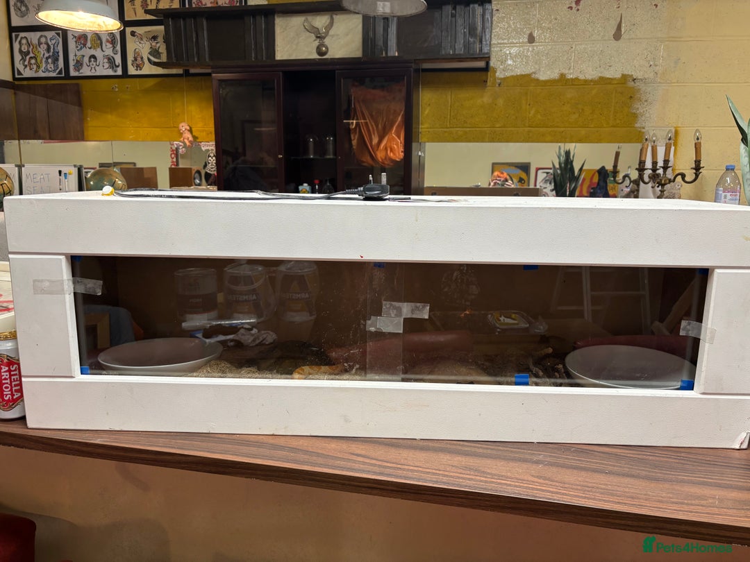 Corn Snake reptiles for sale: 4 y/o Corn snake [with setup] - Advert 3