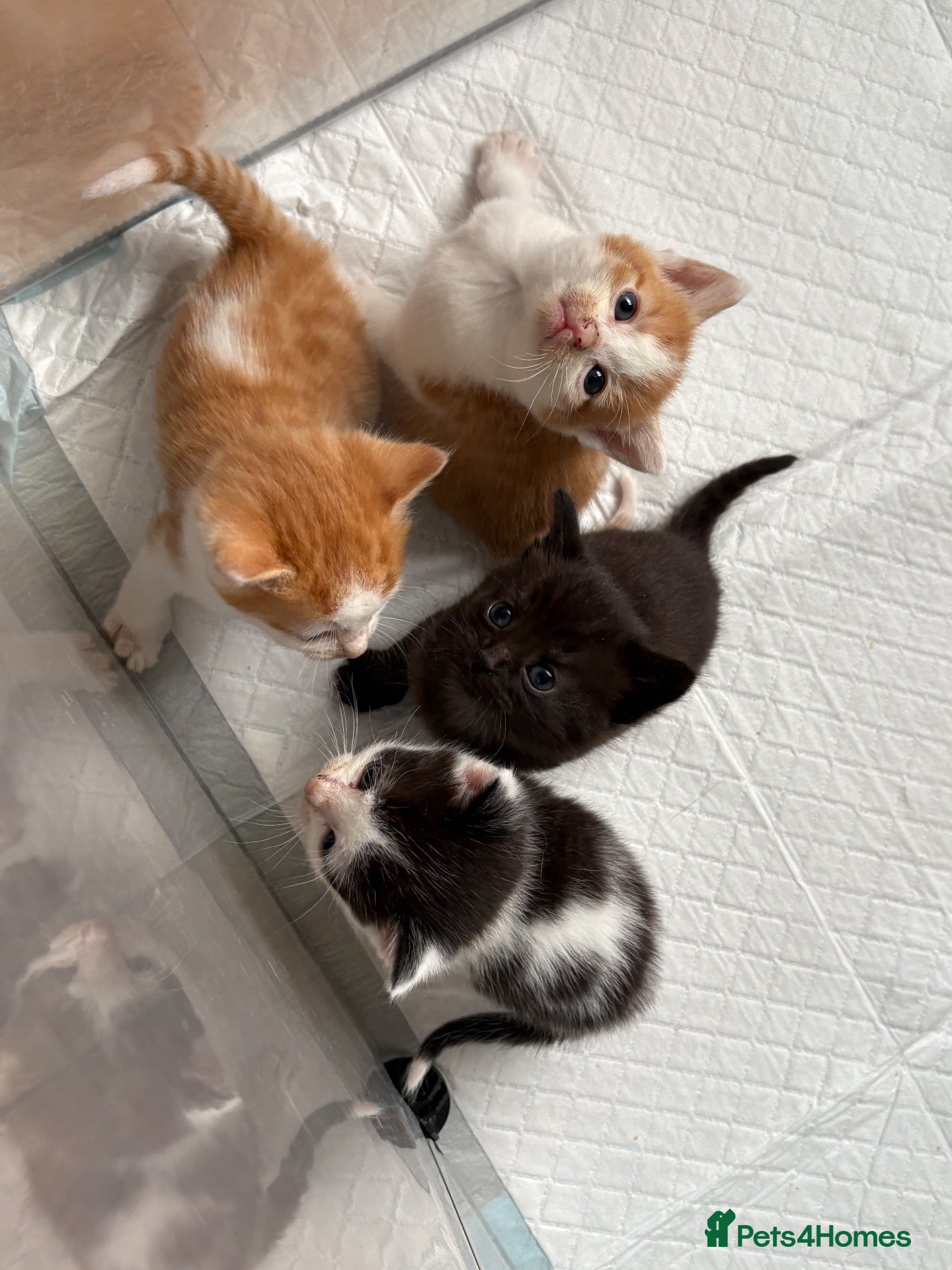 Mixed Breed cats *2left* Part ragdoll kittens  - Advert 10