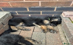 German Shepherd dogs for sale: READY TO GO Long Haired German Shepherd Puppies - Image 6
