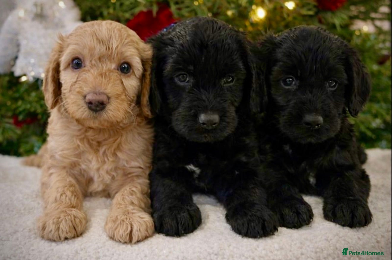 Cockapoo dogs American 🇺🇸 Cockapoo Puppies 2 BOYS 1 GIRL 🐶 - Advert 11