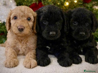 Cockapoo dogs American 🇺🇸 Cockapoo Puppies 2 BOYS 1 GIRL 🐶 - Advert 11