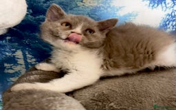 Selkirk Rex cats for sale: Gorgeous Selkirk Rex kittens - Image 31
