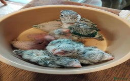 Parrots birds for sale: Hand reared Quaker and Conure chicks - Image 7