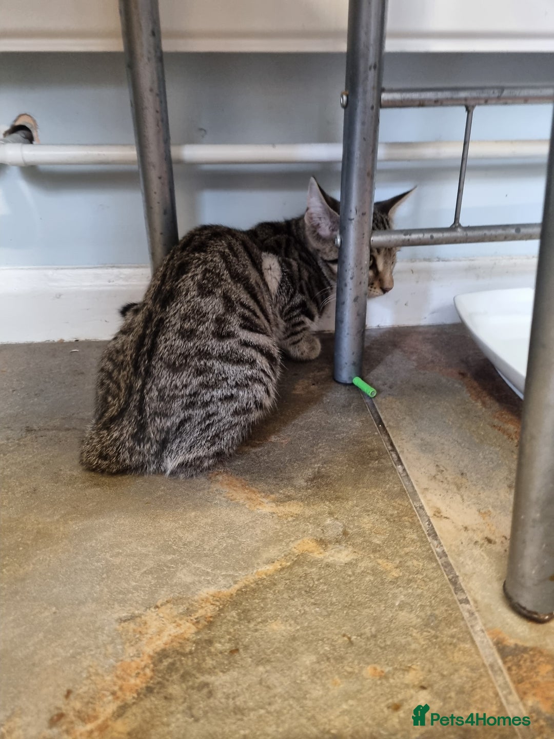 Bengal cats for sale: Mixed bengal kittens - Image 3