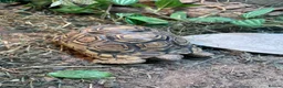 Tortoise reptiles for sale: leopard tortoise  - Advert 4