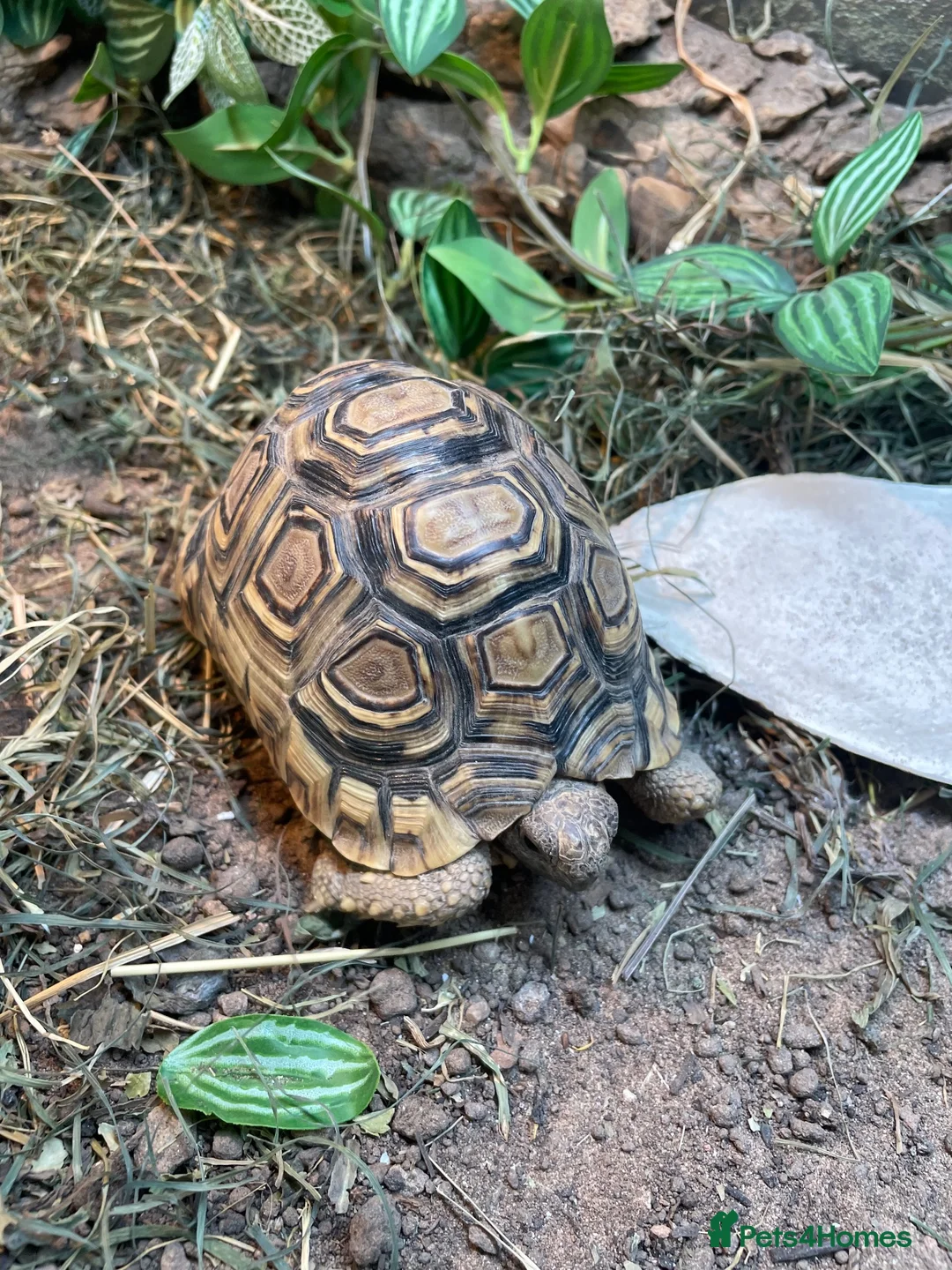 Tortoise reptiles for sale: leopard tortoise  - Advert 4