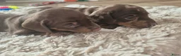 Miniature Dachshund dogs for sale: Miniature Dachshunds  - Advert 11