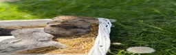 French Lop rabbits for sale: Pure breed giant French lop bunnies for sale 🐰 - Advert 20