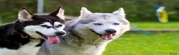 Utonagan dogs for sale: READY TO LEAVE. 3 stunning husky/malamute puppies - Advert 17