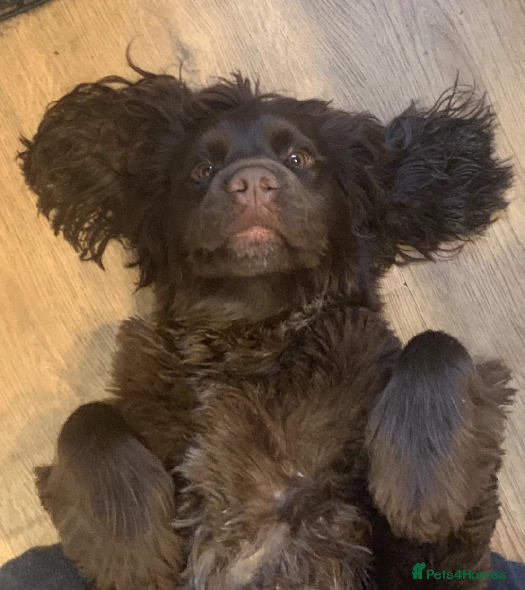Cocker Spaniel dogs for sale: 6 year old chocolate cocker spaniel  - Advert 4