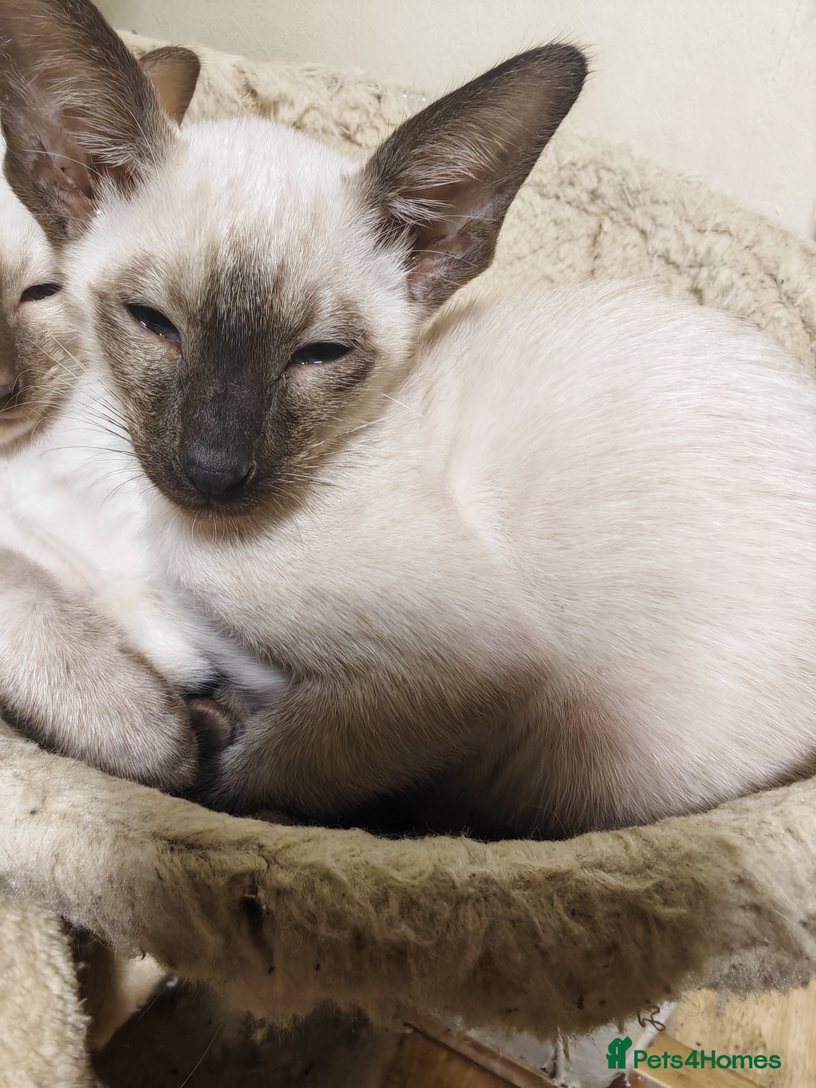 Siamese cats Exceptional GCCF Registered Siamese Kittens - Advert 2