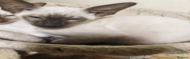 Seal point 