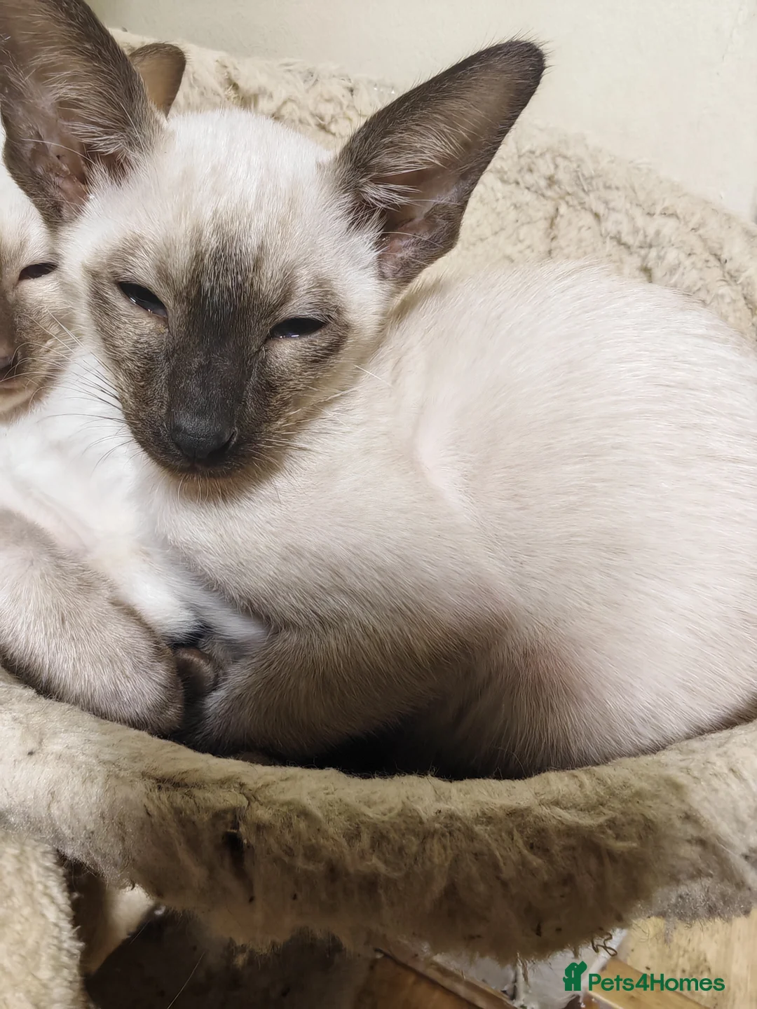 Siamese cats for sale: Exceptional GCCF Registered Siamese Kittens - Advert 2