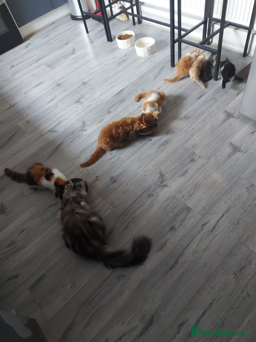 Maine Coon cats for sale: Beautiful XXL Maine-coon kittens 😸 ♥️  - Image 5