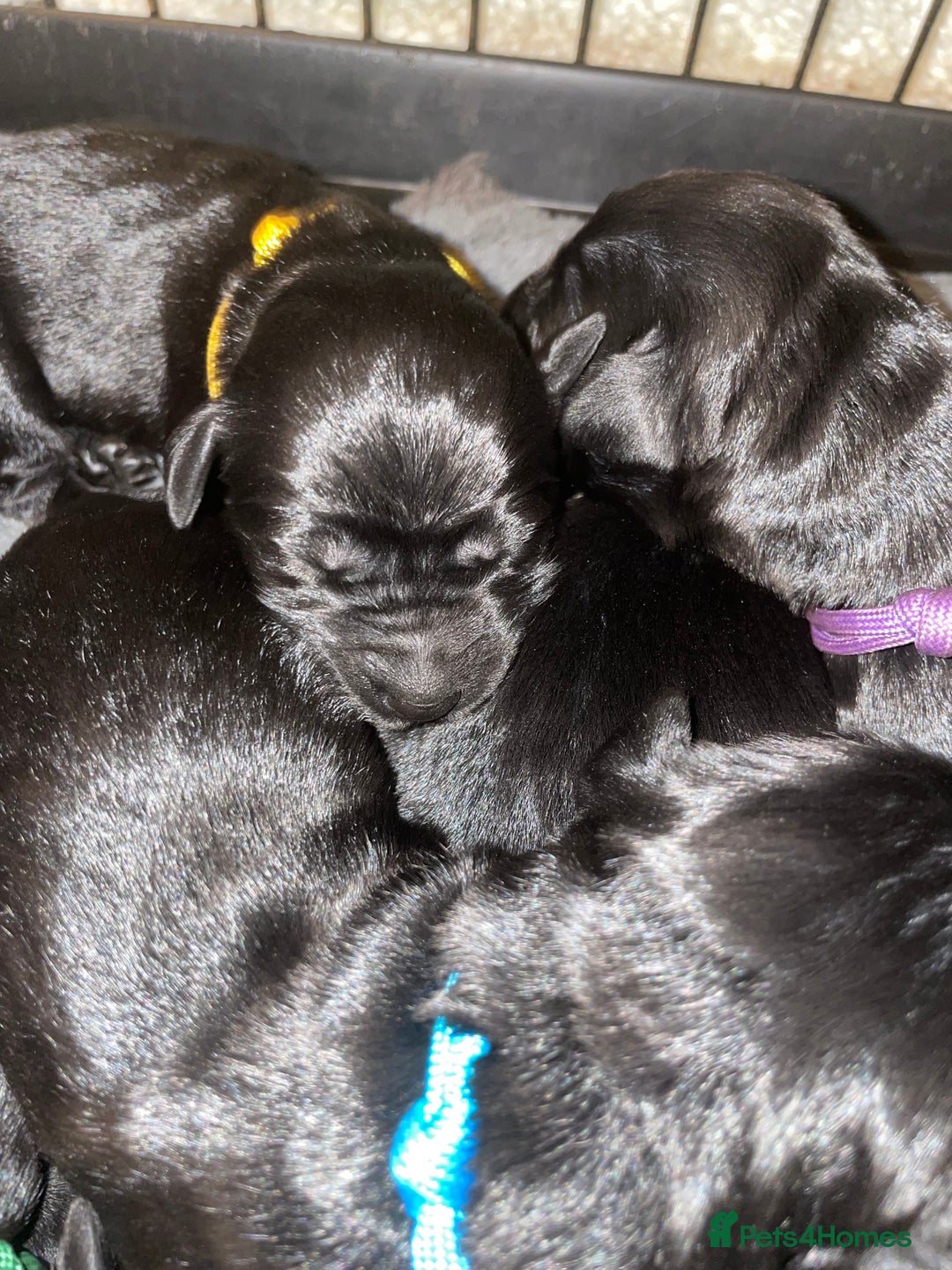 Goldador dogs for sale: Extensively health tested Goldador puppies - Image 12