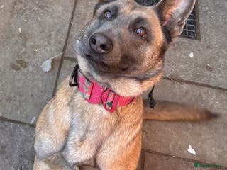Belgian Shepherd Dog dogs Beautiful blue malinois looking for new home. - Advert 5