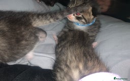 Mixed Breed cats for sale: beautiful kittens  - Image 14