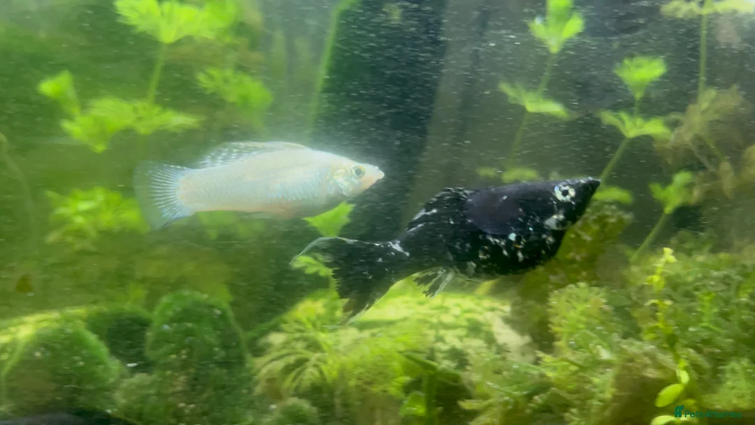 Mollies fish for sale: Black and white baby mollies  in Bangor - Advert 4