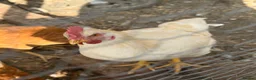 Chickens poultry for sale: 2 roosters  - Advert 1