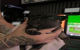 French Bulldog dogs for sale: French bulldog puppies  - Image 4