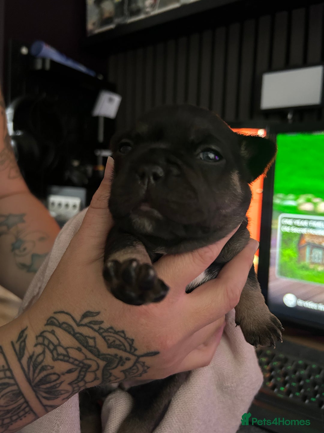 French Bulldog dogs for sale: French bulldog puppies  - Image 4