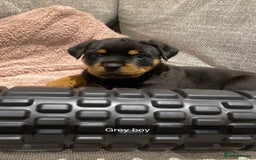 Rottweiler dogs for sale: KC Rottweiler puppies ready 16/11/25 - Image 12