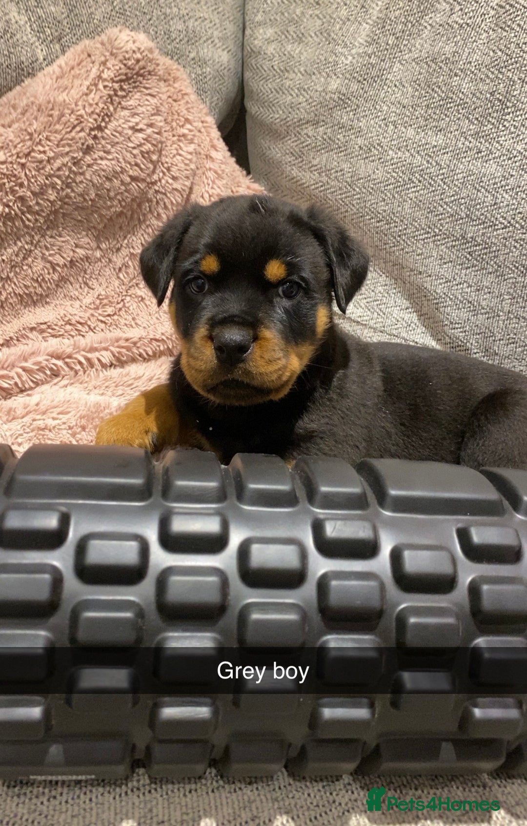 Rottweiler dogs for sale: KC Rottweiler puppies ready 16/11/25 - Image 12