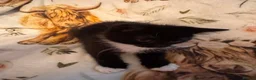 Mixed Breed cats for sale: Kittens  Domestic short hair in Worcester - Advert 18