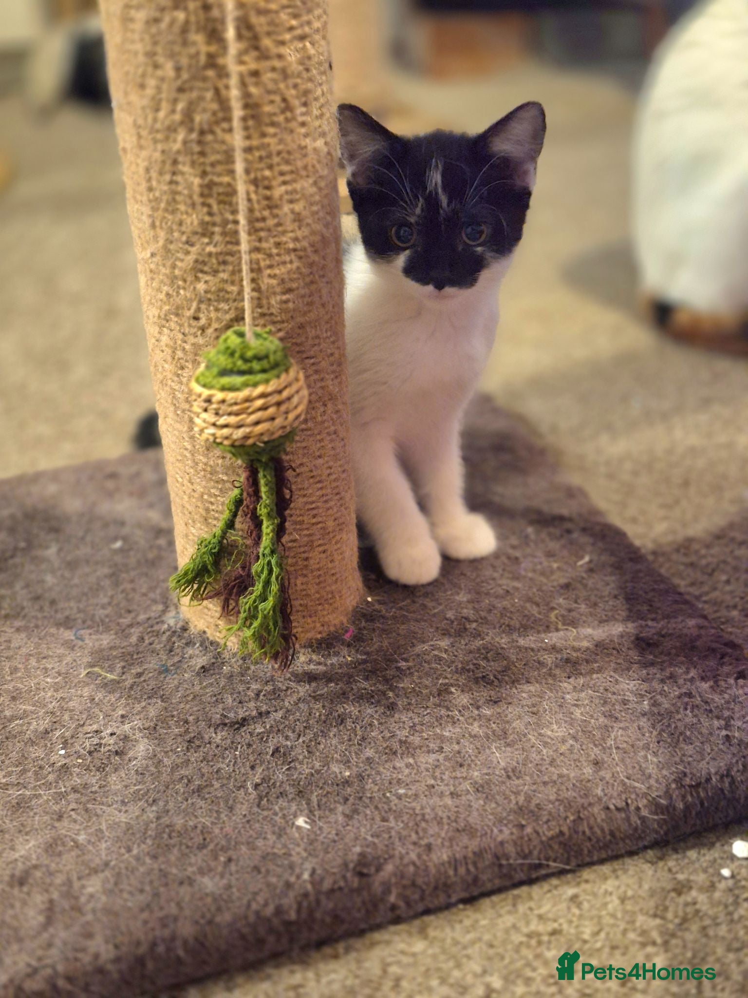 Mixed Breed cats Beautiful kittens looking for loving families - Advert 2
