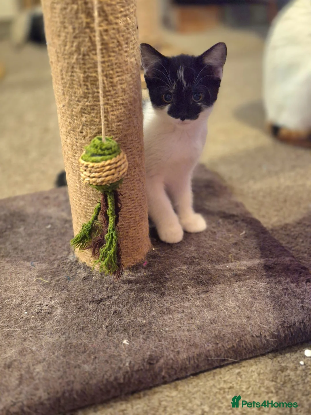 Mixed Breed cats for sale: Beautiful kittens looking for loving families - Advert 2