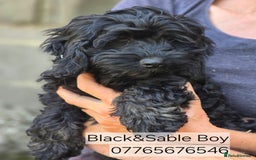 Cockapoo dogs for sale: Cockapoo Puppies F1 Ready Now Domestic Licence in Canterbury - Image 1