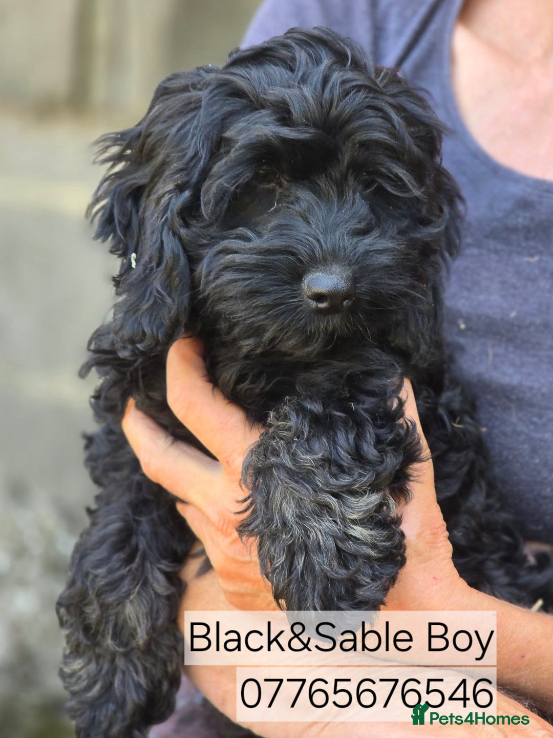 Cockapoo dogs for sale: Cockapoo Puppies F1 Ready Now Domestic Licence in Canterbury - Image 1
