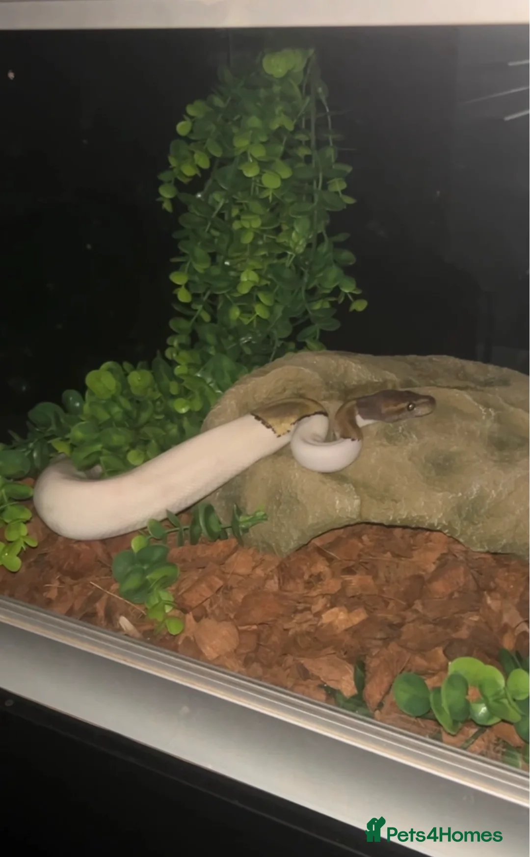 Python Snake reptiles for sale: Pie Ball Python - 2 years old - Advert 6