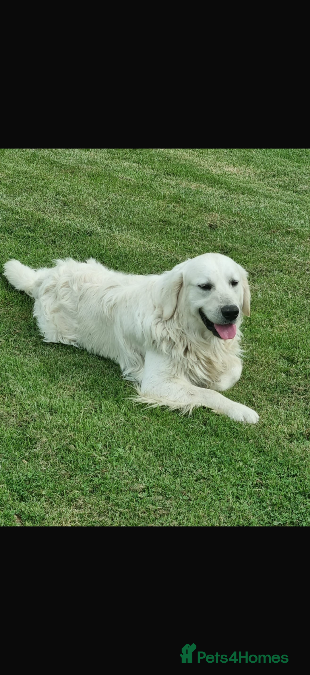 Golden Retriever dogs for sale: 🌸 One gorgeous girl 🌸 - Advert 13