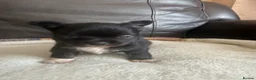 Chihuahua dogs for sale: Two kc reg long coat chihuahua boys available  in Northwich - Advert 7