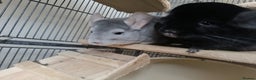 Chinchilla rodents for sale: Chinchillas for sale  - Advert 1