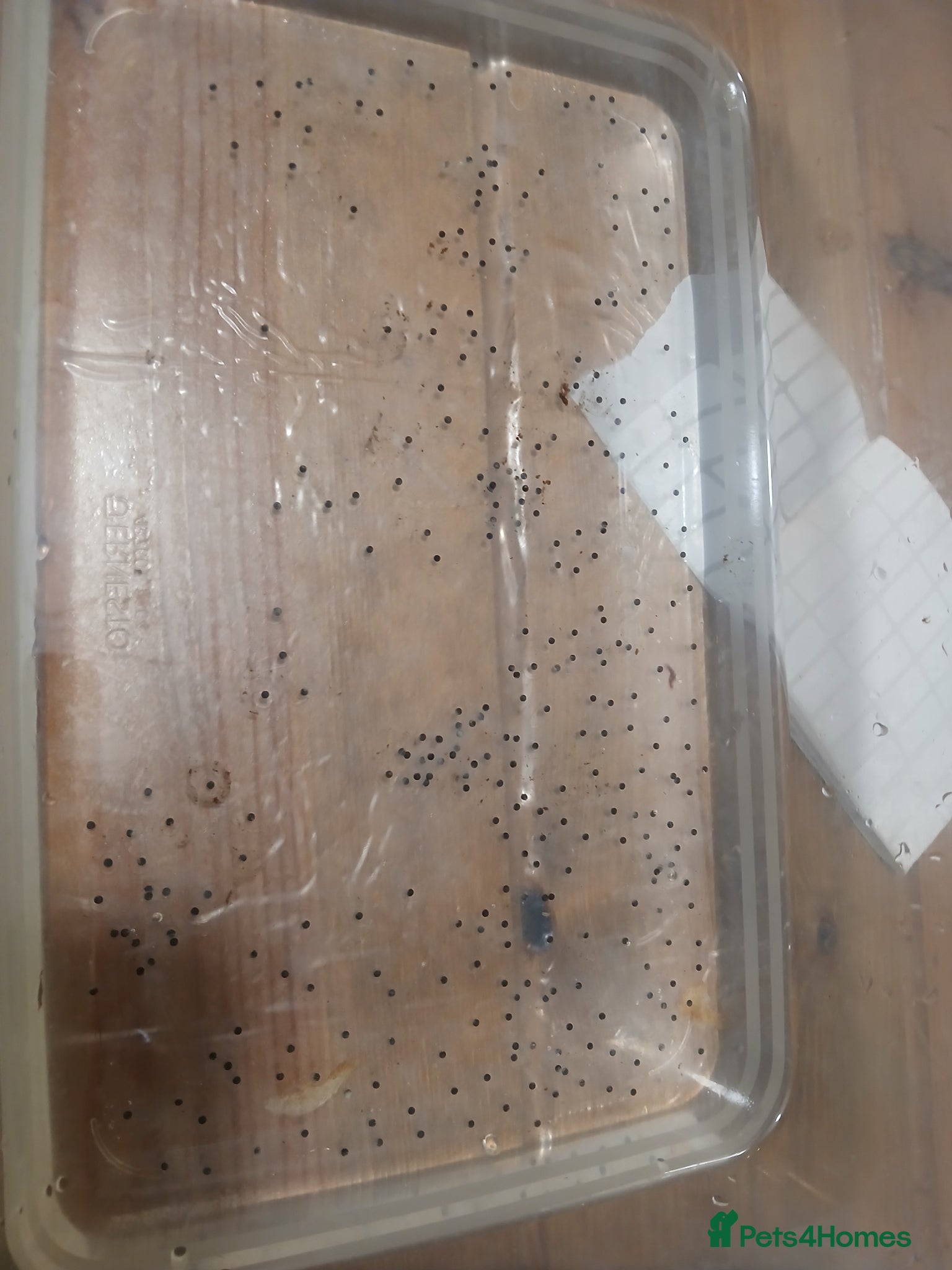 Axolotl reptiles Axolotl eggs x300 - Advert 9